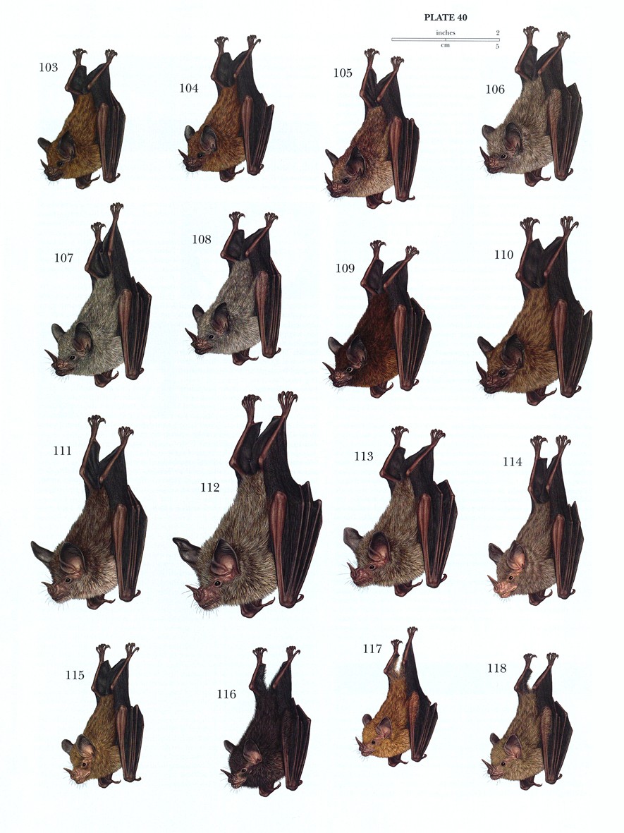 BATS – Handbook of the Mammals of the World – Volume 9